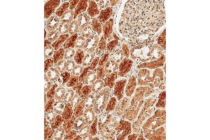 Immunohistochemical analysis of paraffin-embedded Human kidney tissue using B performed on the Leica® BOND RXm. (Protocadherin 9 antibody  (C-Term))