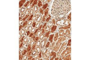 Immunohistochemical analysis of paraffin-embedded Human kidney tissue using B performed on the Leica® BOND RXm. (Protocadherin 9 antibody  (C-Term))