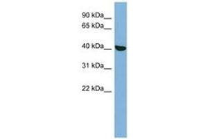 Image no. 1 for anti-Protein Kinase, X-Linked (PRKX) (N-Term) antibody (ABIN6741848) (PRKX antibody  (N-Term))