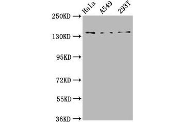 GARP anticorps  (AA 131-253)