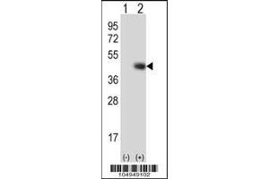Western blot analysis of TPST1 using rabbit polyclonal TPST1 Antibody (K351) using 293 cell lysates (2 ug/lane) either nontransfected (Lane 1) or transiently transfected (Lane 2) with the TPST1 gene.