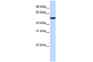 WB Suggested Anti-ONECUT1 Antibody Titration:  0. (ONECUT1 antibody  (Middle Region))