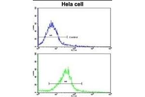 Flow cytometric analysis of hela cells using CUEDC2 Antibody (C-term)(bottom histogram) compared to a negative control cell (top histogram). (CUEDC2 antibody  (C-Term))