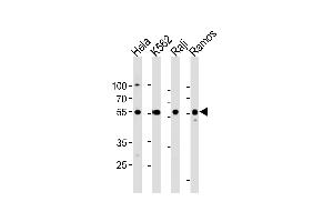 RELA Antibody (Center) (ABIN1881740 and ABIN2838805) western blot analysis in Hela,K562,Raji,Ramos cell line lysates (35 μg/lane). (NF-kB p65 antibody  (AA 166-195))