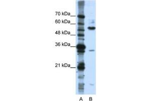 Western Blotting (WB) image for anti-KH Domain Containing, RNA Binding, Signal Transduction Associated 3 (KHDRBS3) antibody (ABIN2462220) (KHDRBS3 antibody)