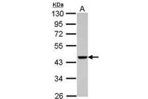 Image no. 2 for anti-Actin-Related Protein T1 (ACTRT1) (AA 174-376) antibody (ABIN1496449) (ACTRT1 antibody  (AA 174-376))