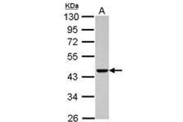 ACTRT1 抗体  (AA 174-376)