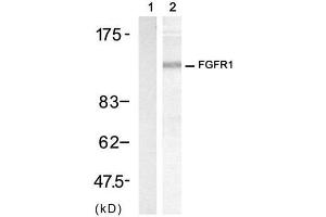 Western blot analysis of extract from 3T3 cell, using FGF Receptor 1 (Ab-154) Antibody (E021231, Lane 1 and 2). (FGFR1 antibody)