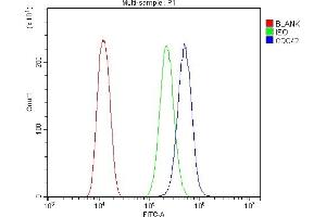 anti-Cell Division Cycle 42 (GTP Binding Protein, 25kDa) (CDC42) (AA 16-188) antibody