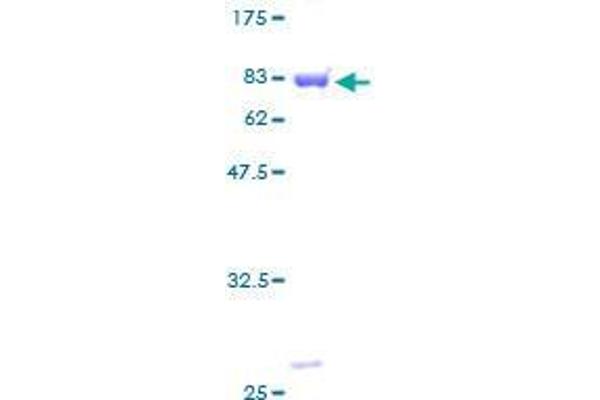 DBNL Protein (AA 1-430) (GST tag)