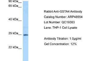 WB Suggested Anti-GSTA4 Antibody   Titration: 1. (GSTA4 antibody  (N-Term))