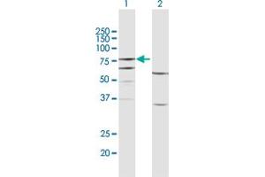 Western Blot analysis of FERMT3 expression in transfected 293T cell line by FERMT3 MaxPab polyclonal antibody. (FERMT3 antibody  (AA 1-663))