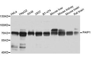 Western blot analysis of extracts of various cell lines, using PAIP1 antibody. (PAIP1 antibody  (AA 1-260))
