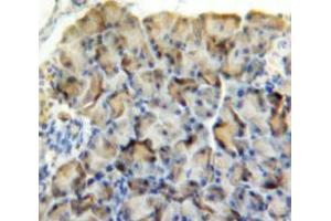 Used in DAB staining on fromalin fixed paraffin-embedded Pancreas tissue (AMY2 antibody  (AA 22-257))