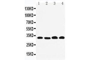 Anti-REA antibody, Western blotting Lane 1: PANC Cell Lysate Lane 2: COLO320 Cell Lysate Lane 3: U87Cell Lysate Lane 4: HEPA Cell Lysate