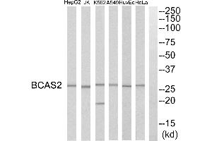 Western blot analysis of extracts from HeLa cells, HepG2 cells, Huvec cells, A549 cells, K562 cells and Jurkat cells, using BCAS2 antibody. (BCAS2 antibody)