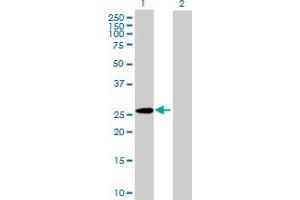 Western Blot analysis of GPC5 expression in transfected 293T cell line by GPC5 MaxPab polyclonal antibody. (GPC5 antibody  (AA 1-572))