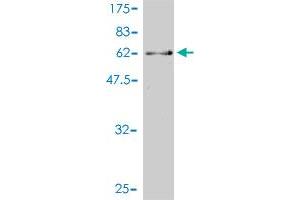 Western Blot detection against Immunogen (61.