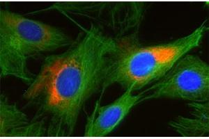 Indirect immunofluorescence on 3T3 cells (dilution 1 : 250; red) in combination with the monoclonal antibody against α-tubulin (, dilution 1 : 500; green).