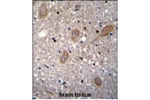BTRC Antibody (N-term) (ABIN655814 and ABIN2845238) immunohistochemistry analysis in formalin fixed and paraffin embedded human brain tissue followed by peroxidase conjugation of the secondary antibody and DAB staining. (BTRC antibody  (N-Term))