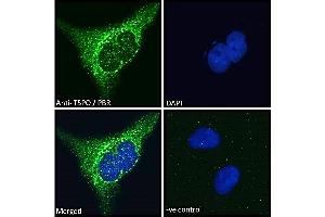Immunofluorescence (IF) image for anti-Peripheral-Type Benzodiazepine Receptor (TSPO) (C-Term) antibody (ABIN185697)