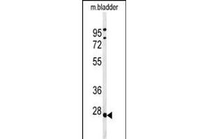 Western blot analysis of TPRGL Antibody (N-term) (ABIN651274 and ABIN2840164) in mouse bladder tissue lysates (35 μg/lane). (TPRG1L antibody  (N-Term))