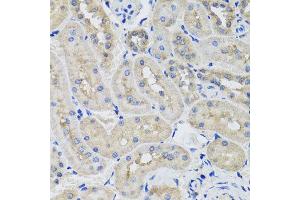 Immunohistochemistry of paraffin-embedded rat kidney using STK3 antibody at dilution of 1:100 (x40 lens). (STK3 antibody)