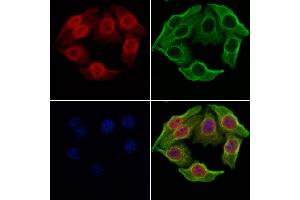 ABIN6264918 and ABIN6277937 staining Hela cells by IF/ICC.
