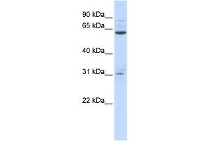 WB Suggested Anti-ISX Antibody Titration:  0. (ISX antibody  (N-Term))