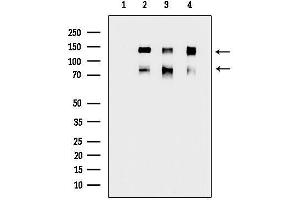 Western blot analysis of lysates from various samples, using Phospho-PECAM-1 (Tyr713) Antibody.