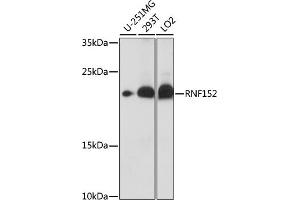 Western blot analysis of extracts of various cell lines, using RNF152 antibody (ABIN7270063) at 1:1000 dilution. (RNF152 antibody  (AA 100-200))