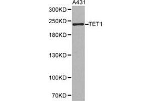 Western Blotting (WB) image for anti-Tet Methylcytosine Dioxygenase 1 (TET1) antibody (ABIN1875060)