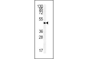 FL Antibody (C-term) (ABIN651674 and ABIN2840355) western blot analysis in 293 cell line lysates (35 μg/lane). (AAGAB antibody  (C-Term))