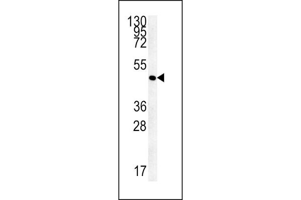 AAGAB antibody  (C-Term)