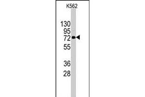 Western blot analysis of DDX4 polyclonal antibody  in K-562 cell line lysates (35 ug/lane). (DDX4 antibody  (C-Term))