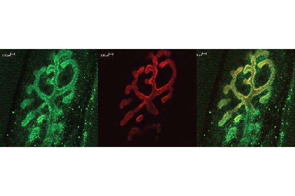 Bassoon antibody  (AA 786-1041)