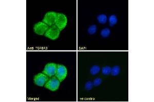 ABIN263177 Immunofluorescence analysis of paraformaldehyde fixed A431 cells, permeabilized with 0. (TGFBR3 antibody  (Internal Region))