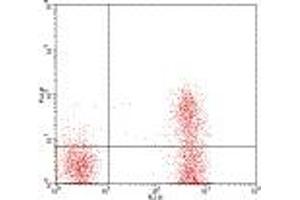 Image no. 1 for anti-CD3 (CD3) antibody (FITC) (ABIN473484) (CD3 antibody  (FITC))