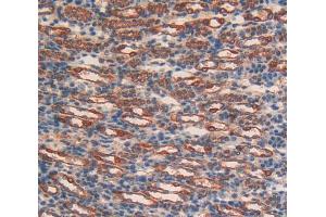 IHC-P analysis of Liver tissue, with DAB staining. (CD38 antibody  (AA 54-301))