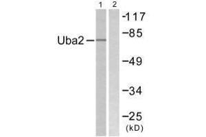 Western blot analysis of extracts from 293 cells, treated with UV (5 mins), using Uba2 antibody. (UBA2 antibody  (C-Term))