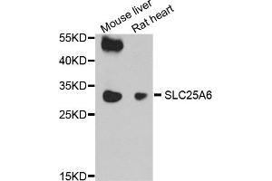 Western blot analysis of extract of mouse liver and rat heart cells, using SLC25A6 antibody. (SLC25A6 antibody)