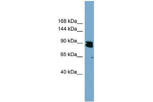WB Suggested Anti-KIAA0317  Antibody Titration: 0.