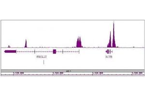 Histone H3K4me2 antibody (mAb) tested by ChIP-Seq. (Histone 3 antibody  (H3K4me2))