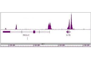 Histone H3K4me2 antibody (mAb) tested by ChIP-Seq.