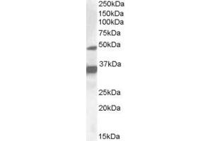 ABIN335159 (1µg/ml) staining of HepG2 lysate (35µg protein in RIPA buffer). (NR1I2 antibody  (Internal Region))