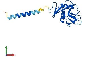 AlphaFold protein structure predicition of Human Recombinant CLEC2B Protein, UniprotID Q92478