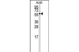 CYP4Z1 antibody  (N-Term)