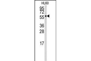 Western blot analysis of anti-CYP4Z1 Antibody (N-term) (ABIN392370 and ABIN2842006) in HL60 cell line lysates (35 μg/lane). (CYP4Z1 antibody  (N-Term))