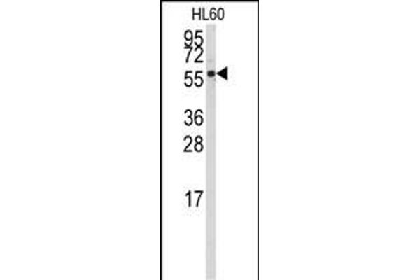 CYP4Z1 antibody  (N-Term)