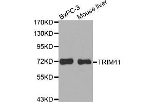 Western Blotting (WB) image for anti-Tripartite Motif Containing 41 (TRIM41) antibody (ABIN1875621) (TRIM41 antibody)